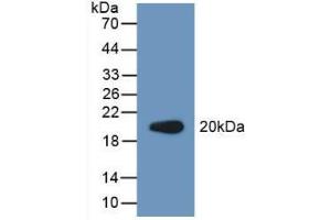 Western blot analysis of recombinant Human PCPE2. (PCOLCE2 Antikörper  (AA 297-415))