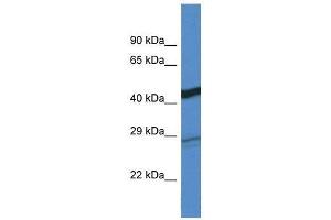 Western Blot showing Dgat2 antibody used at a concentration of 1. (DGAT2 Antikörper  (C-Term))