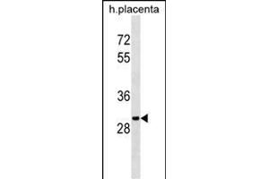 OR5B12 Antibody (C-term) (ABIN1536620 and ABIN2843880) western blot analysis in human placenta tissue lysates (35 μg/lane). (OR5B12 Antikörper  (C-Term))