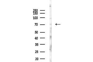 anti-Sphingosine Kinase 2 (SPHK2) (pSer387) antibody