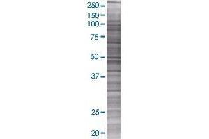 TMEM42 293T Cell Transient Overexpression Lysate(Denatured)