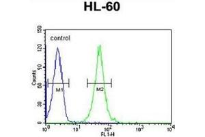Flow cytometric analysis of HL-60 cells using RGR Antibody  (right histogram) compared to a negative control cell (left histogram). (RGR Antikörper  (Middle Region))
