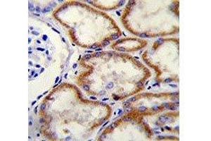 CUX1 antibody immunohistochemistry analysis in formalin fixed and paraffin embedded human kidney tissue. (CUX1 Antikörper  (AA 1347-1374))
