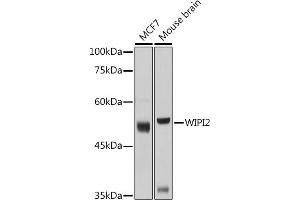Western blot analysis of extracts of various cell lines, using WIPI2 antibody (ABIN6133278, ABIN6150223, ABIN6150225 and ABIN6223441) at 1:1000 dilution. (WIPI2 Antikörper  (AA 187-436))