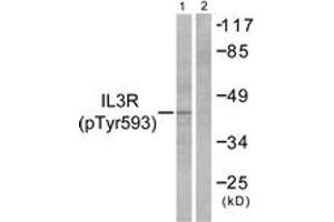CSF2RB2 Antikörper  (pTyr593)