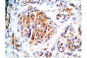 Human pancreas tissue was stained by Rabbit Anti-TRB-3 (314-349) (Rat) Antibody (TAS2R140 Antikörper  (AA 314-349))