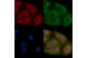 LASP1 Mouse Monoclonal Antibody staining Hela cells by IF/ICC.