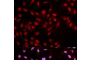 Immunofluorescence analysis of U2OS cells using Phospho-MET(Y1349) Polyclonal Antibody (c-MET Antikörper  (pTyr1349))