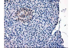 Image no. 1 for anti-Calpain 9 (CAPN9) antibody (ABIN1497092) (Calpain 9 Antikörper)