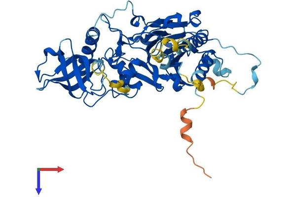 POLD2 Protein (AA 1-469) (His tag)