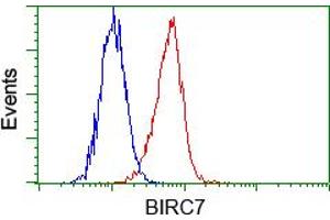 Image no. 4 for anti-Baculoviral IAP Repeat-Containing 7 (BIRC7) antibody (ABIN1499181) (BIRC7 Antikörper)