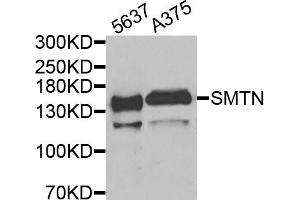Western blot analysis of extracts of 5637 and A375 cells, using SMTN antibody.