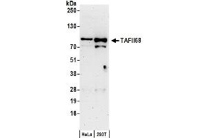 Western Blotting (WB) image for anti-TAF15 RNA Polymerase II, TATA Box Binding Protein (TBP)-Associated Factor, 68kDa (TAF15) (C-Term) antibody (ABIN7449579)