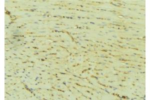 ABIN6276509 at 1/100 staining Mouse liver tissue by IHC-P. (ATP2A2 Antikörper  (Internal Region))