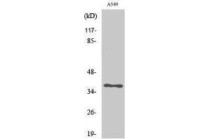 Western Blotting (WB) image for anti-Aldo-Keto Reductase Family 1, Member E2 (AKR1E2) (Internal Region) antibody (ABIN3183228) (AKR1E2 Antikörper  (Internal Region))