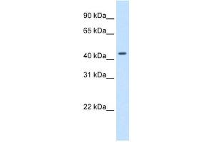 WB Suggested Anti-SNAPC1 Antibody Titration:  1. (SNAPC1 Antikörper  (C-Term))