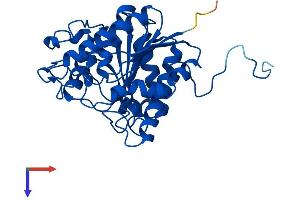 Liver Arginase Protein (AA 1-323) (His tag)