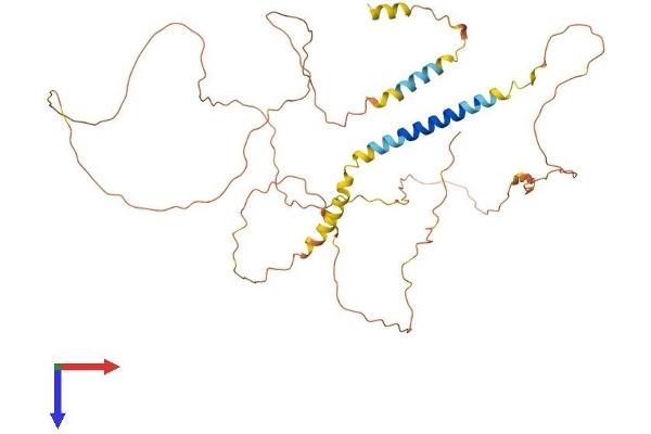 AJAP1 Protein (AA 1-411) (His tag)