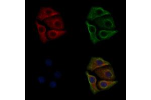 ABIN6256758 and ABIN6267373 staining HepG2 cells(30 min of 4uM Forskolin treatment) by IF/ICC.