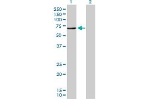 Western Blot analysis of CNDP1 expression in transfected 293T cell line by CNDP1 MaxPab polyclonal antibody. (CNDP1 Antikörper  (AA 1-507))