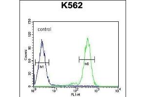 RTP4 Antibody (C-term) (ABIN654495 and ABIN2844227) flow cytometric analysis of K562 cells (right histogram) compared to a negative control(left histogram). (RTP4 Antikörper  (C-Term))