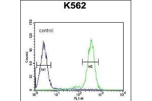 RTP4 Antibody (C-term) (ABIN654495 and ABIN2844227) flow cytometric analysis of K562 cells (right histogram) compared to a negative control(left histogram).