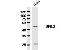 Hela lysates probed with BPIL2 Polyclonal Antibody, Unconjugated  at 1:300 dilution and 4˚C overnight incubation. (BPIFC Antikörper  (AA 131-230))