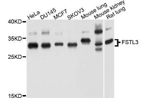 Western blot analysis of extract of various cells, using FSTL3 antibody. (FSTL3 Antikörper)