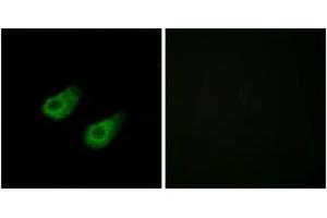 Immunofluorescence analysis of HeLa cells, using JIP3 Antibody. (JIP3 Antikörper  (AA 621-670))