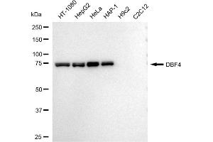 Western blotting analysis using DBF4 antibody (ABIN7798278).