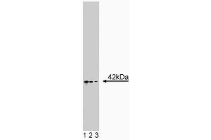 Western blot analysis of Actin Ab-5 on Jurkat cell lysate. (Actin Antikörper)