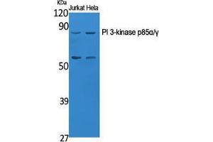 Western Blotting (WB) image for anti-Phosphoinositide 3 Kinase, p85 alpha/gamma (PI3K p85a/g) (Ser106) antibody (ABIN3186432) (PI3K p85 alpha/gamma Antikörper  (Ser106))