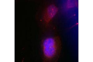 Immunofluorescence staining of methanol-fixed HeLa cells using BRCA1 (phospho S988) polyclonal antibody (Cat # PAB12267, red). (BRCA1 Antikörper  (pSer988))