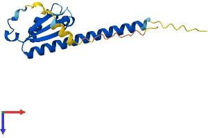 OOEP Protein (AA 1-149) (His tag)