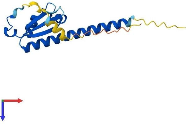 OOEP Protein (AA 1-149) (His tag)