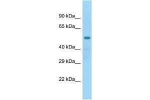 WB Suggested Anti-Nap1l2 Antibody Titration: 1. (NAP1L2 Antikörper  (N-Term))