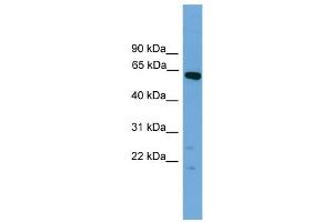 WB Suggested Anti-Tbx22 Antibody Titration:  0.
