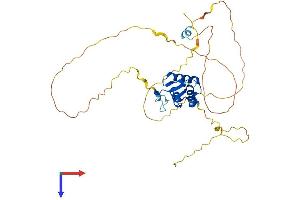 FOXL1 Protein (AA 1-345) (His tag)
