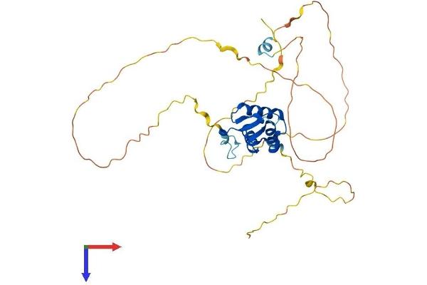 FOXL1 Protein (AA 1-345) (His tag)