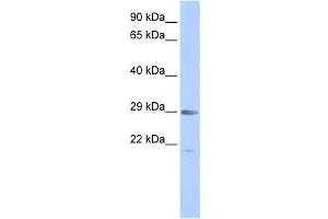 Western Blotting (WB) image for anti-Mortality Factor 4 (MORF4) antibody (ABIN2459128) (MORF4 Antikörper)
