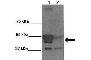 Sample Type: Lane 1:241 µg siRUVBL1 transfected human Saos2 cells Lane 2: 041 µg untransfected human Saos2 cells Primary Antibody Dilution: 1:0000Secondary Antibody: Anti-rabbit-HRP Secondary Antibody Dilution: 1:0000 Color/Signal Descriptions: BAG5  Gene Name: Wenwei Hu, Xuetian Yue, Rutgers Cancer Institute of New Jersey.