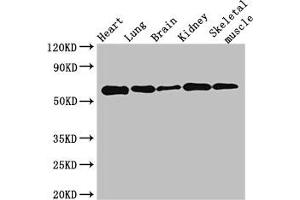 Western Blot Positive WB detected in: Mouse heart tissue, Mouse lung tissue, Mouse brain tissue, Mouse kidney tissue, Mouse skeletal muscle tissue All lanes: KPNA4 antibody at 3. (KPNA4 Antikörper  (AA 51-239))