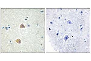Immunohistochemistry analysis of paraffin-embedded human brain tissue using EFNA5 antibody. (Ephrin A5 Antikörper  (Internal Region))