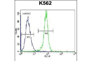 Flow cytometric analysis of K562 cells (right histogram) compared to a negative control cell (left histogram). (STUB1 Antikörper  (C-Term))