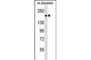 Mouse Sash1 Antibody (C-term) (ABIN1537635 and ABIN2838234) western blot analysis in mouse bladder tissue lysates (35 μg/lane). (SASH1 Antikörper  (C-Term))