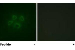Immunofluorescence analysis of HepG2 cells, using GRB10 polyclonal antibody . (GRB10 Antikörper)