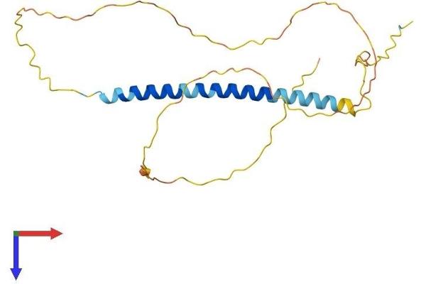 TCEAL2 Protein (AA 1-227) (His tag)