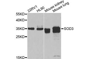 Western blot analysis of extracts of various cell lines, using SOD3 antibody (ABIN5974200) at 1/1000 dilution. (SOD3 Antikörper)
