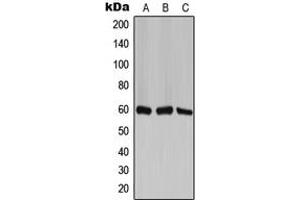 Western blot analysis of TCP1 zeta expression in H1299 (A), mouse brain (B), PC12 (C) whole cell lysates.