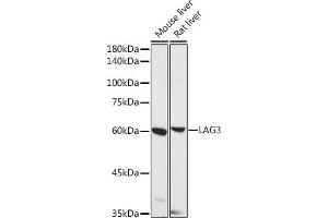 Western blot analysis of extracts of various cell lines, using L antibody (ABIN1680647, ABIN1680648, ABIN5664204 and ABIN6219974) at 1:500 dilution. (LAG3 Antikörper  (AA 29-170))